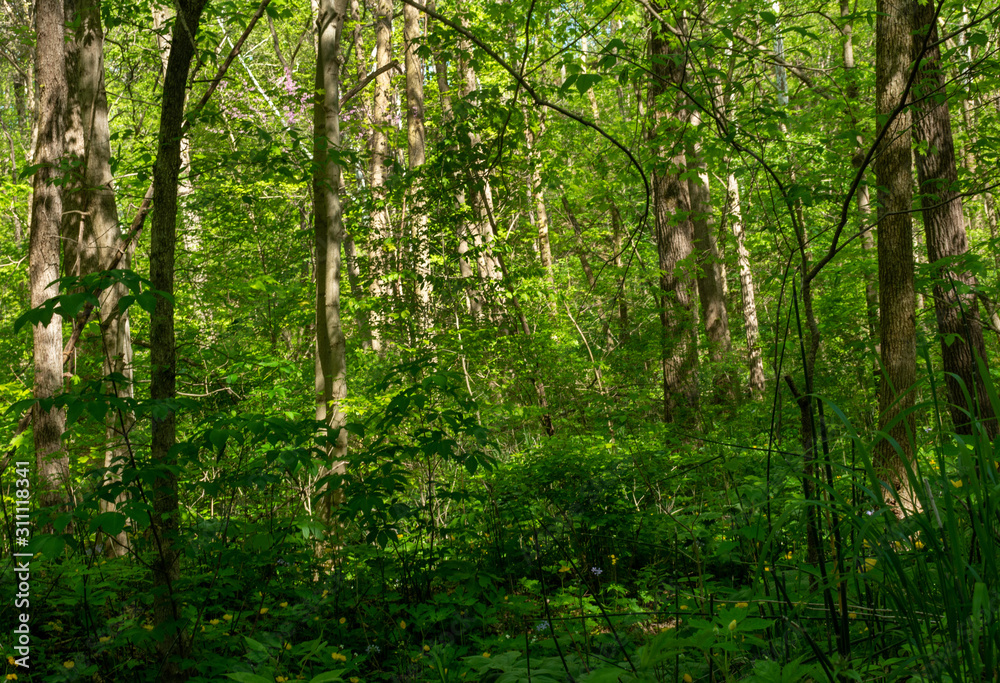 Obraz premium forest scene along the Sugar creek trail in Indiana