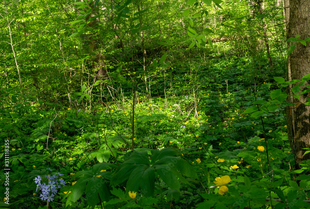 Fototapeta premium forest scene along the Sugar creek trail in Indiana