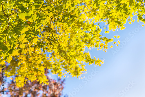 青空と美しく紅葉した木