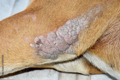 the dog sick leprosy skin