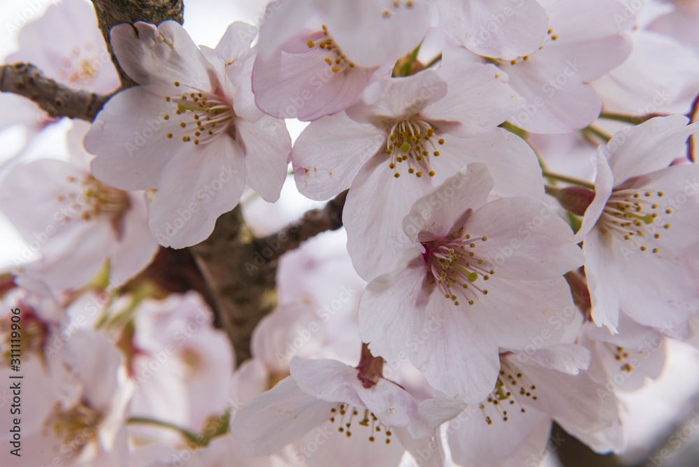 密集して咲く桜 密集して咲く桜