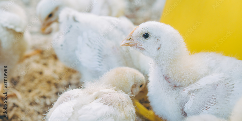 little small broiler poultry white chick bird Stock Photo Adobe Stock