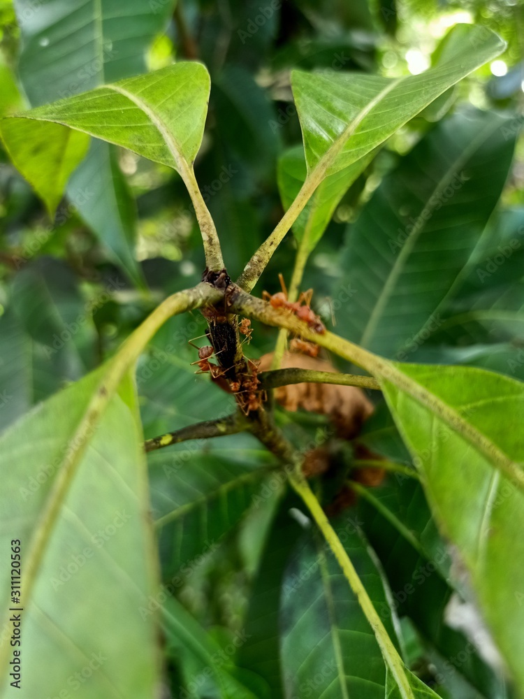 spider on leaf