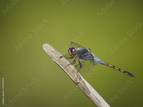 Dragonfly perched on a tree branch