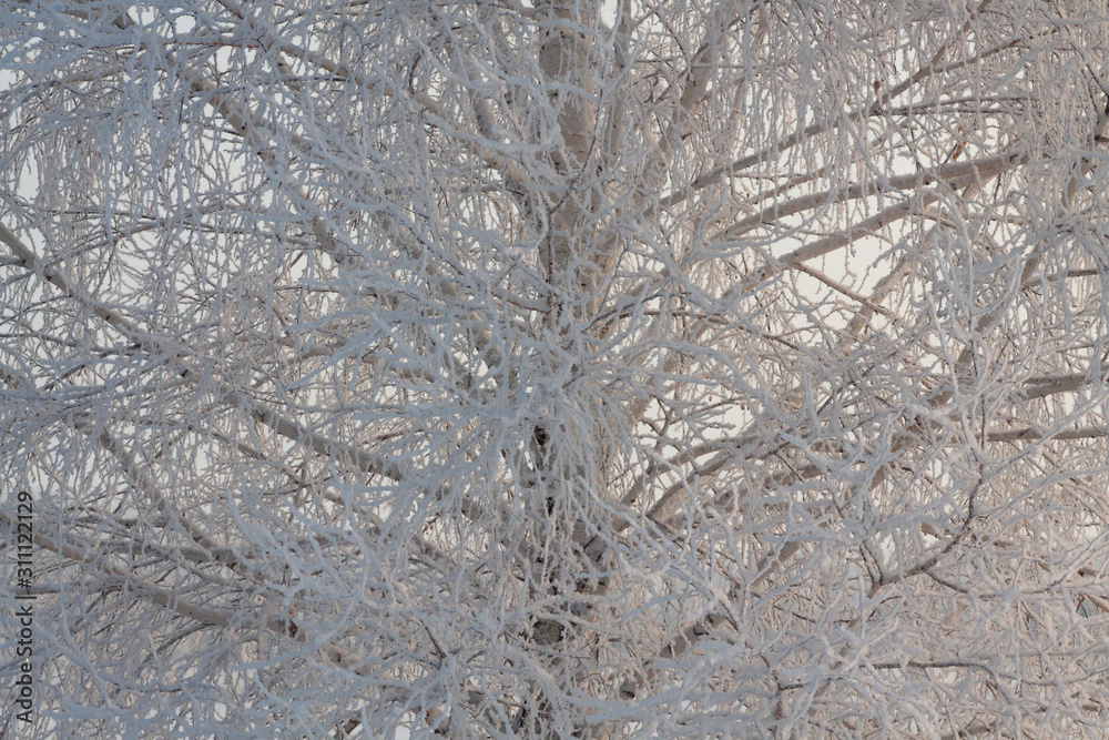 Snowy frozen branches in the winter forest Snowy frozen branches in the winter forest