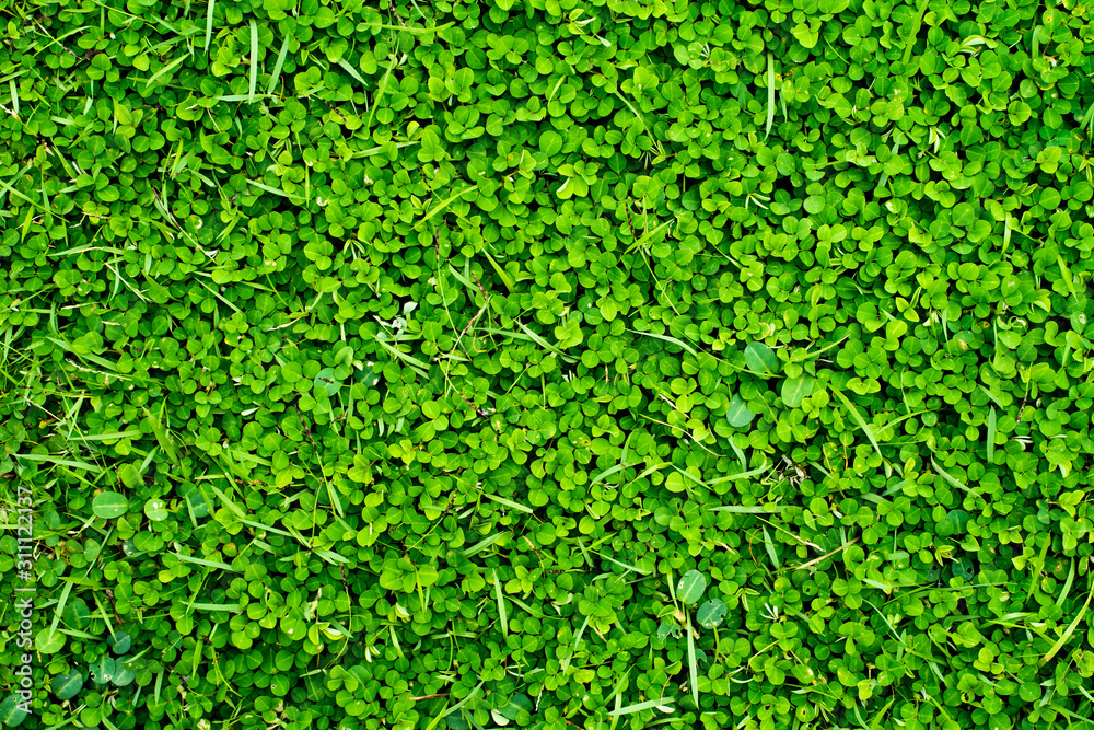 Background texture, Green grass of texture Background texture, Green grass of texture
