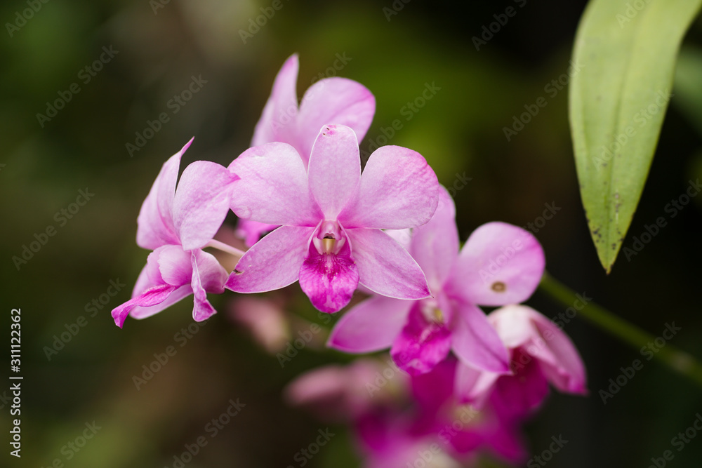 close up of orchid.