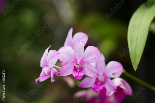 orchid