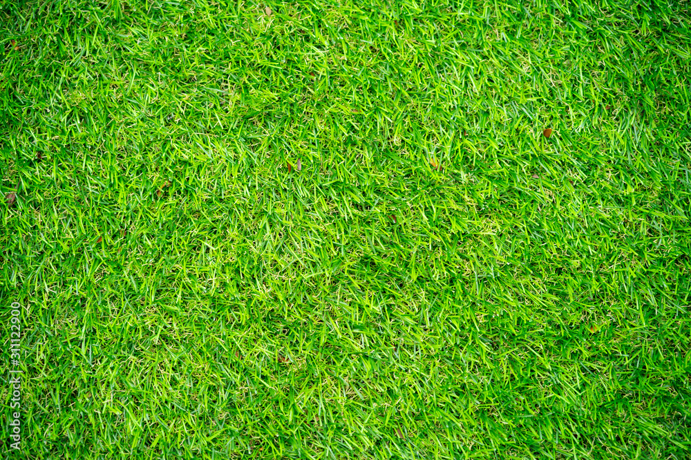 Fototapeta premium green grass background