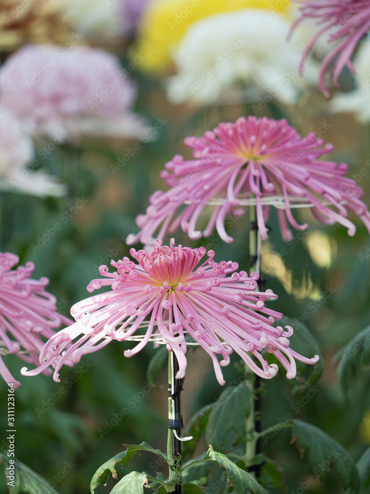 Obraz premium 菊の花 管物菊