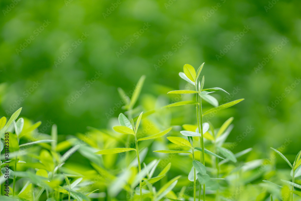 Nature background, Young tree green tree in nature as background. Nature background, Young tree green tree in nature as background.