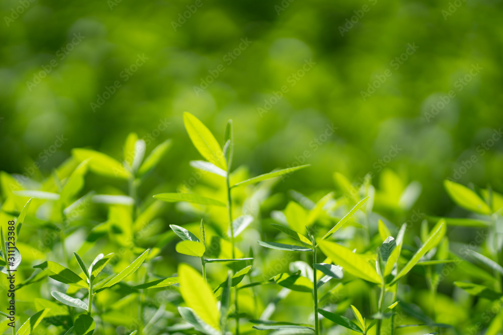 Nature background, Young tree green tree in nature as background. Nature background, Young tree green tree in nature as background.