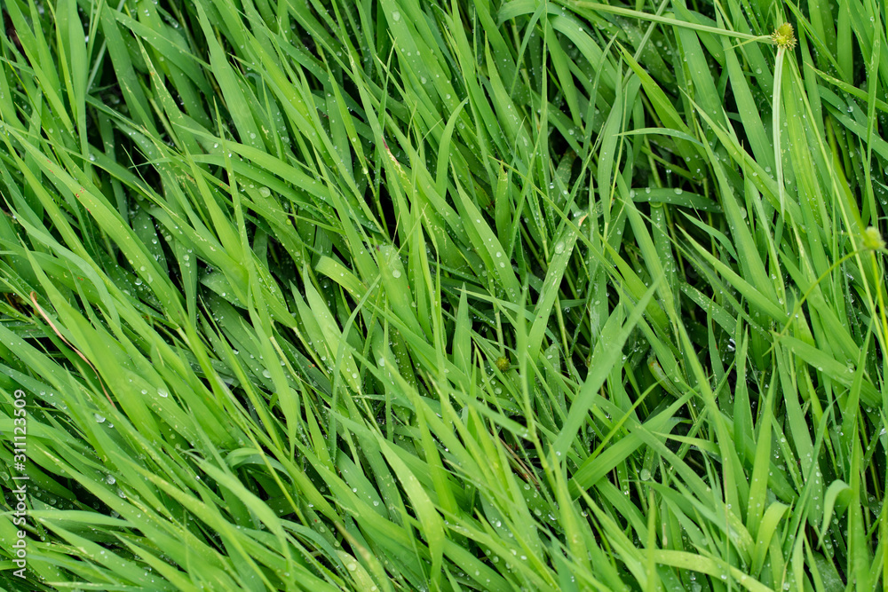 Background texture, Close up green grass background. Background texture, Close up green grass background.