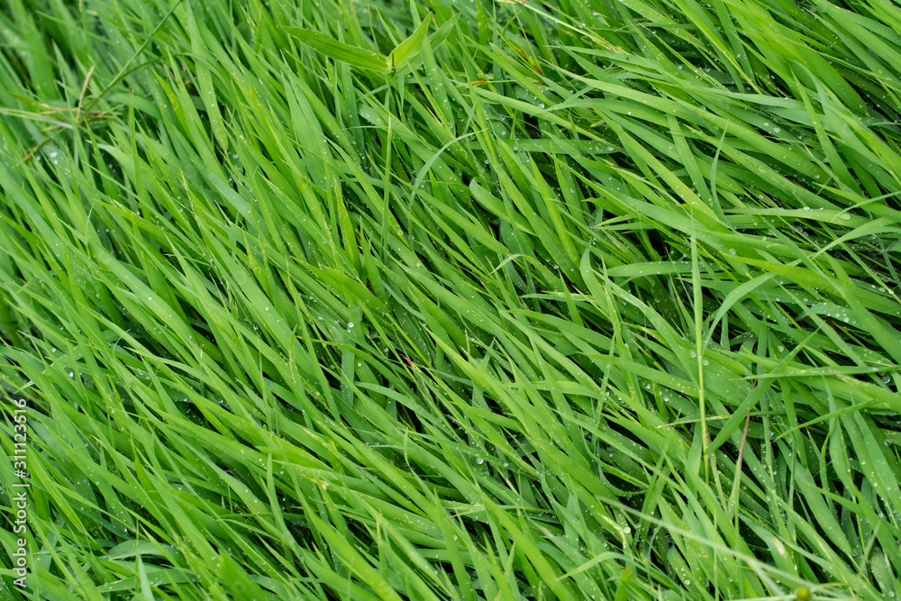 Texture of background, full frame of green grass texture Texture of background, full frame of green grass texture