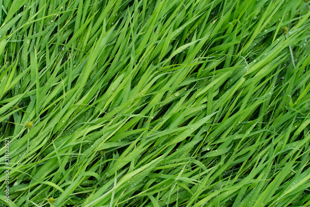 Background texture, Close up green grass background. Background texture, Close up green grass background.
