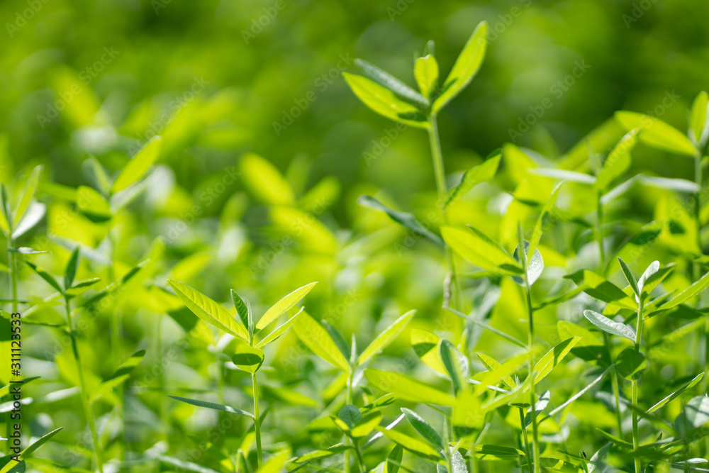 Nature background, Young tree green tree in nature as background. Nature background, Young tree green tree in nature as background.