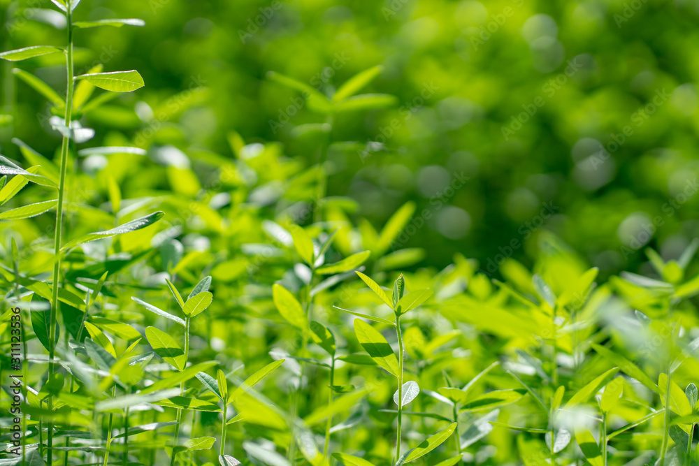 Nature green tree as background