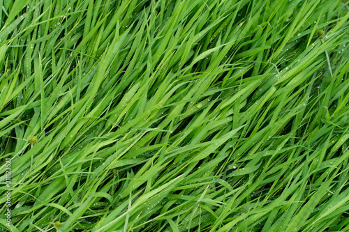 Background texture, Close up green grass background.