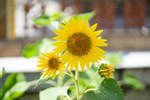 Nature fkower, close up of sunflower. photo