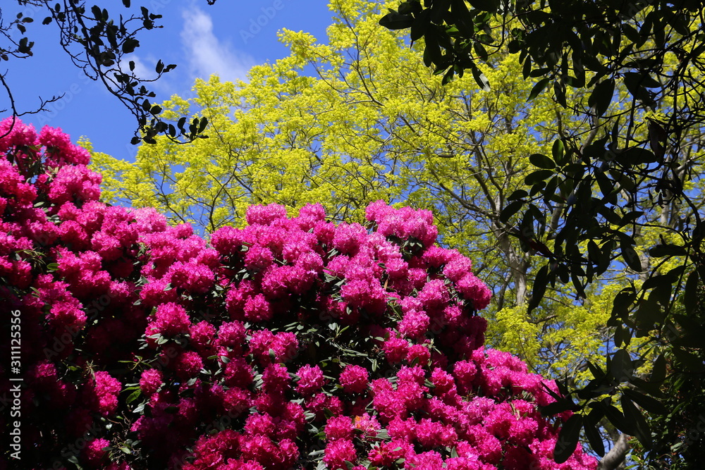Rhododendron in early spring
