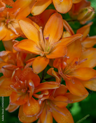 orange lilies in the garden