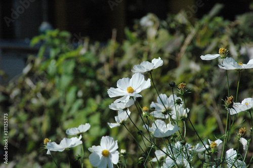 秋桜　コスモス　白