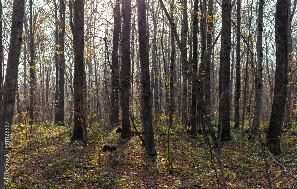 Evening walks in the autumn forest, yellow foliage, evening sun warm air in the sunset period of the day. Evening walks in the autumn forest, yellow foliage, evening sun warm air in the sunset period of the day.