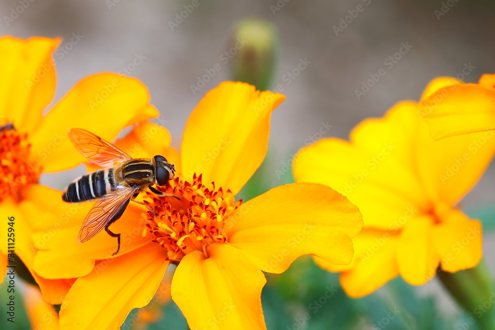 꿀을 먹는 있는 파리