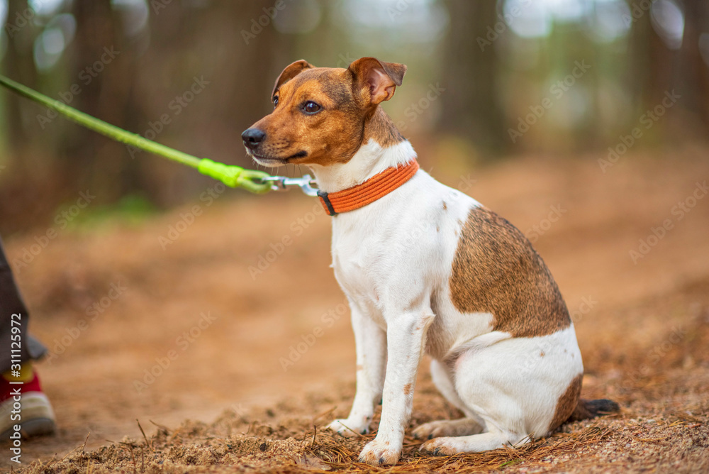 Jack Russell Terrier on a leash in the forest. Jack Russell Terrier on a leash in the forest.
