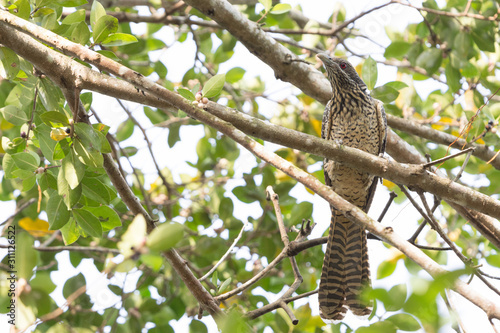 Female or immature Asian Koel (Eudynamys scolopaceus) perching on a branch in the park.