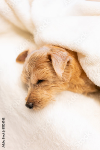毛布に包まって眠るノーフォークテリア犬