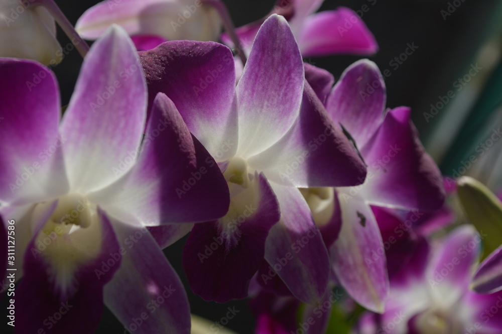 Fototapeta premium Colorful flowers in the garden