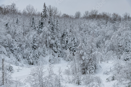 Heavy snow covered trees landscape