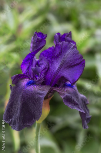 Fototapeta Naklejka Na Ścianę i Meble -  Dark purple iris 