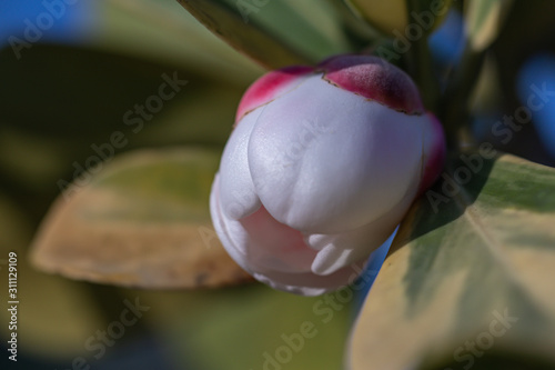 Close up Balsam apple or Autograph tree plant.(Clusia rosea) photo