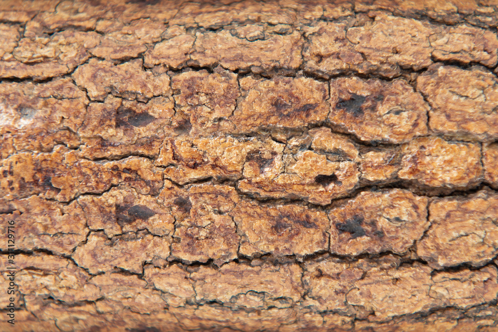 Natural wooden background. Wood texture. Wood texture for design and decoration.