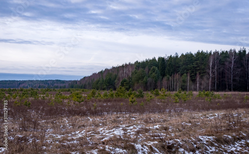 Winter forest in cenral Russia photo