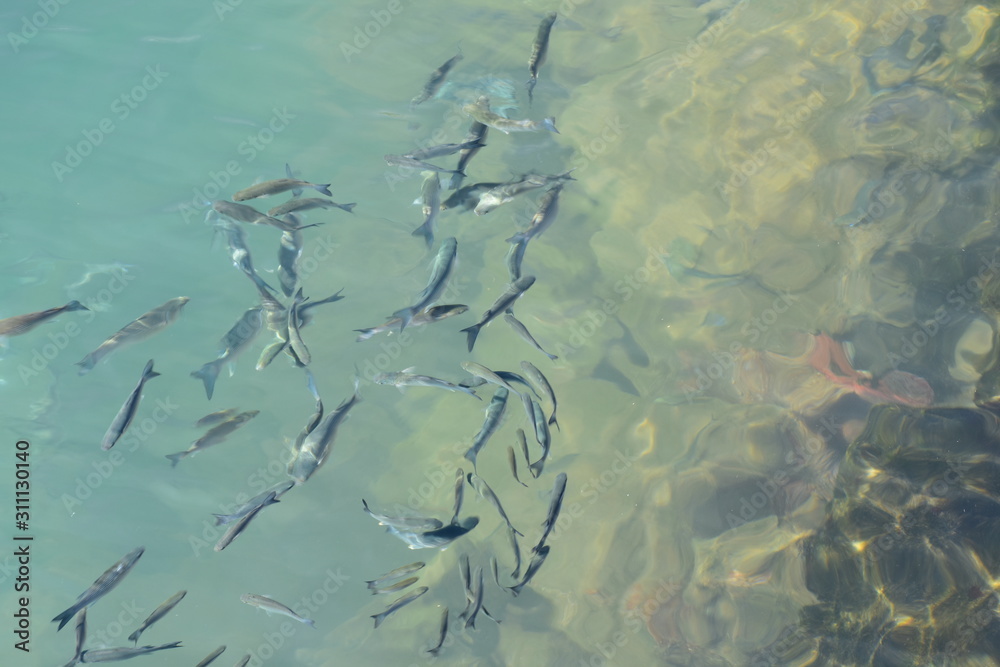 shoal of fish shoal of fish