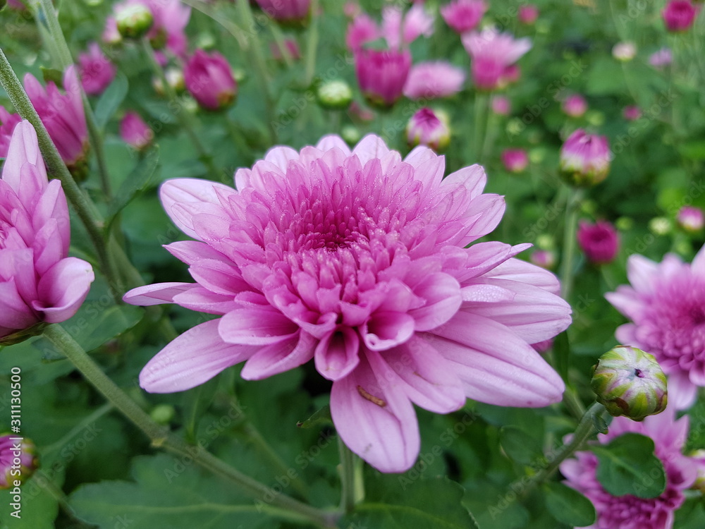 Chrysanthemum Chrysanthemum