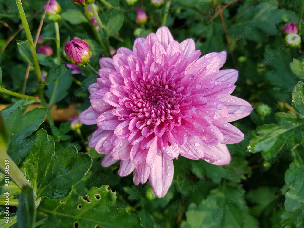 Chrysanthemum Chrysanthemum