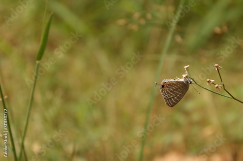 butterfly hanging upside down in a leaf