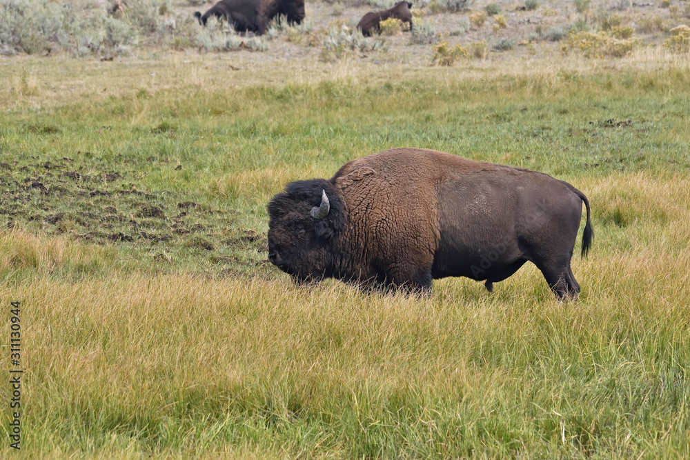 Buffalo in the grasslands