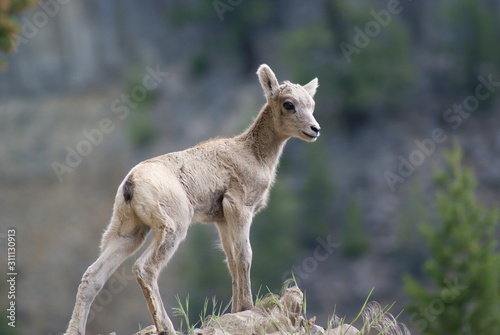 yound big horn at the cliff