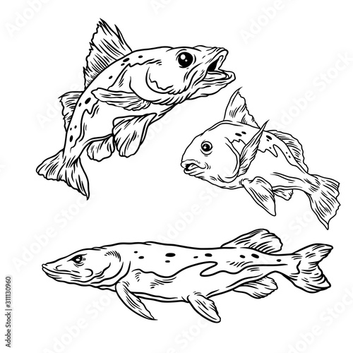 3 fish illustration hand drawn style