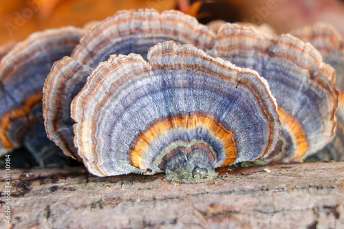 Close up of a blue and orange turkey tail mushroom (Trametes versicolor) photo