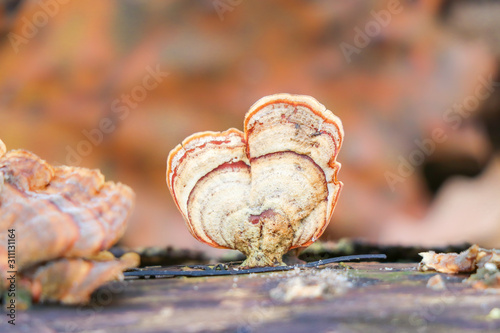 Heart-shaped crowded parchment (Stereum complicatum) fungus growing on a branch photo