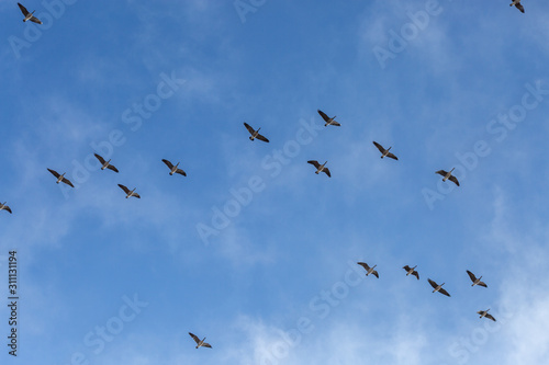 flock of snow geese 