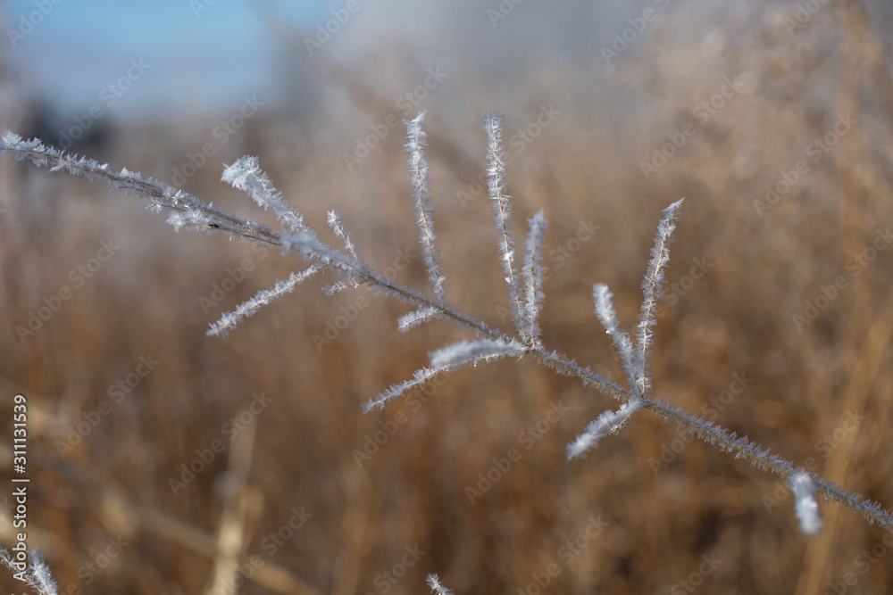 Fototapeta premium Rime ice 