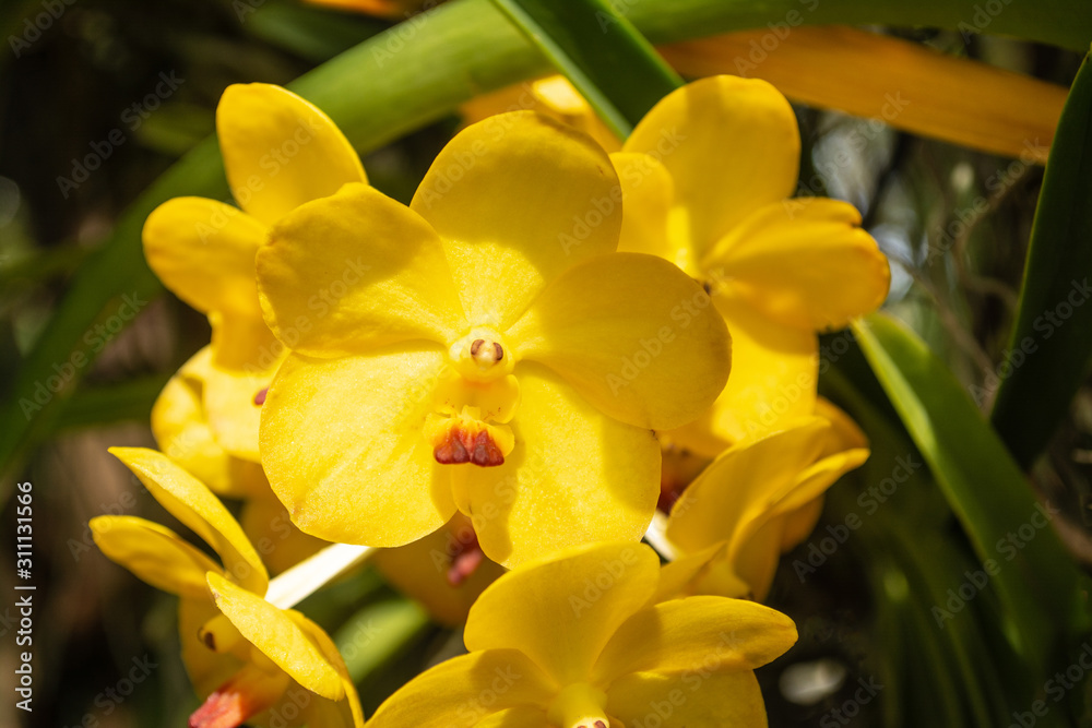 Obraz premium Beautiful yellow orchid named Vanda family within the flower garden in Ratchaburi Province of Thailand
