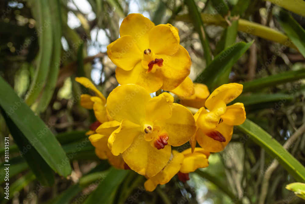 Beautiful yellow orchid named Vanda family within the flower garden in Ratchaburi Province of Thailand Beautiful yellow orchid named Vanda family within the flower garden in Ratchaburi Province of Thailand